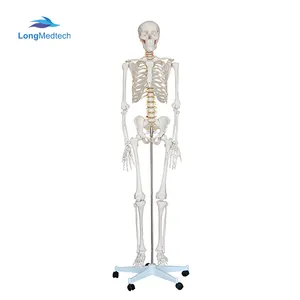 Усовершенствованная модель скелета человеческого тела из ПВХ в натуральную величину 180 см