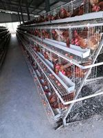 Batterie utilisée par volaille Système de cage pour animaux Ensembles complets Cages à poulets Couche d'oeufs