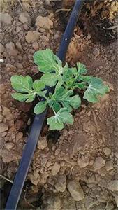 Cinta de goteo de plástico PE de 16mm para agricultura y jardín, invernadero, riego agrícola, buen <span class=keywords><strong>precio</strong></span>, cinta de riego por goteo - Product Image 6
