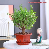 Tanaman Sukulen Pachypodium Lamerei Varietas Elegant Dance - Batang Dewasa yang Montok, Spesimen Besar, Mudah Tumbuh di Dalam Ruangan, Tanaman Hias