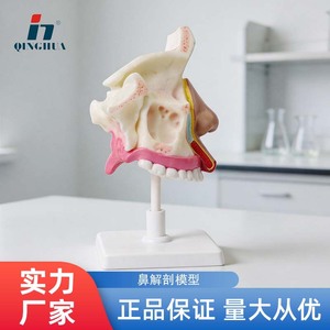 Modèle d'anatomie de la cavité nasale Qinghua : un modèle de démonstration visuelle de la structure de la cavité nasale humaine et un outil pédagogique biologique - Product Image 5