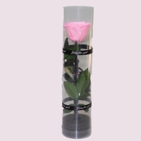 Roses éternelles à longue tige en gros, roses simples pour Noël, la Saint-Valentin, la fête des mères, la remise des diplômes, fleurs décoratives pour la maison