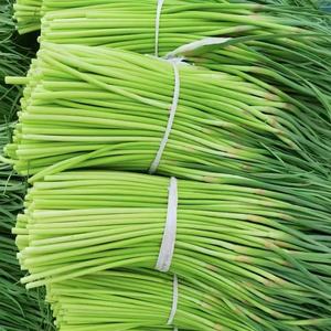 High Quality <strong>Fresh</strong> Organic Green <strong>Garlic</strong> Scapes | China <strong>Fresh</strong> <strong>Garlic</strong> Sprouts Stems for Wholesale | Healthy Vegetable for Stir-fry - Product Image 6