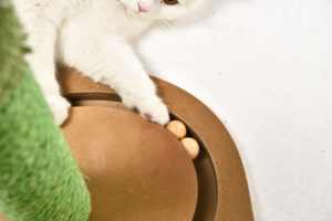 Uzun boylu kedi tırmalama sütunu sıcak satış kaktüs Scratcher doğal Sisal halatlar interaktif kedi oyuncak kulesi uzun boylu kedi tırmalama sütunu - Product Image 4