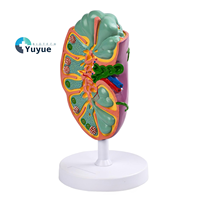 Modèle anatomique d'organe rénal agrandi avec ganglions lymphatiques - Outil de démonstration pédagogique du système lymphatique pour l'enseignement médical