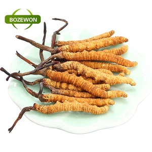 Tambour d'emballage de supplément de qualité médicale en poudre d'extrait de Cordyceps Sinensis et Ganoderma Lucidum à base de plantes - Product Image 6