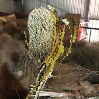 Groothandel gedroogde bloemen Protea natuurlijke koningsbloem geconserveerde Banksia voor bloemstukken en huisdecoratie