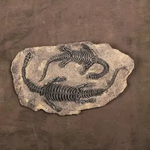 고대 공룡 화석 Huaqi SKD11 공룡 화석 해골 가정 축제 선물을위한 수지 장식품