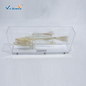 Spécimen de squelette de perche, véritable spécimen anatomique d'os, squelette de poisson d'eau douce, équipement expérimental pour les élèves du primaire et du secondaire - Product Image 1