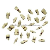 Modèle dentaire anatomique en résine, ensemble de mâchoires et de dents, typodont, gencive en silicone souple pour le détartrage parodontal