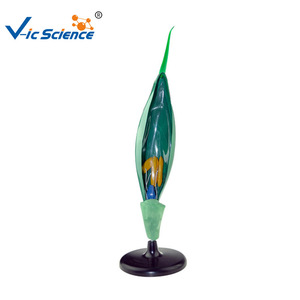 Modèle de fleur de blé, modèle de plante pour démonstration pédagogique au collège et au lycée, modèle structurel agrandi, typique - Product Image 3