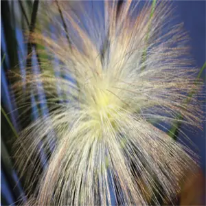 Tanaman simulasi reed pot bawang ekor anjing rumput palsu Cattail gandum hijau millet vegetarian macan tutul titik rambut bunga kering