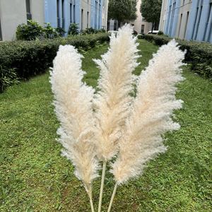 Hierba de Pampas Seca Natural, <span class=keywords><strong>Cortaderia</strong></span> Selloana Grande y Esponjosa, para Decoración de Bodas, San Valentín, Navidad y Hogar - Product Image 5