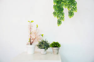 <span class=keywords><strong>Plante</strong></span> artificielle murale en plastique de haute qualité, feuilles vertes simulées, écologique, Monstera <span class=keywords><strong>Albo</strong></span> multicolore pour la vente en gros - Product Image 5