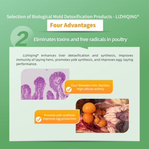 EGDOO Détoxifiant enzymatique professionnel 2,5 % Prémélange vitaminique <span class=keywords><strong>pour</strong></span> volailles <span class=keywords><strong>pour</strong></span> <span class=keywords><strong>poules</strong></span> <span class=keywords><strong>pondeuses</strong></span>, poulets reproducteurs, optimisation de l'élevage de <span class=keywords><strong>poules</strong></span> <span class=keywords><strong>pondeuses</strong></span> - Product Image 4