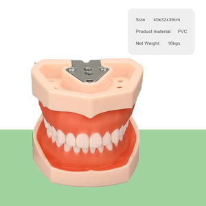 Modelo de Enseñanza Dental Más Vendido, Modelo de Enseñanza Médica Estándar con 28 Dientes Removibles Atornillables, Oferta Especial - Product Image 2