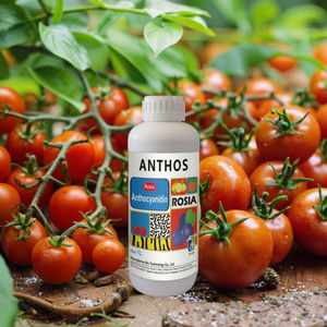 בתחילת העונה עגבניות אורגניות ועגבניות שרי במהירות צבע משתנה במצב נוזלי זמין כעת - Product Image 6