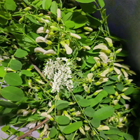 Extrait de Sophora japonica naturel de haute qualité en vrac, poudre de quercétine à 95 %