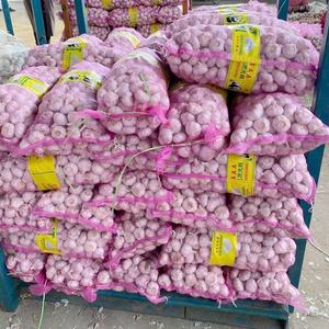 Base de <span class=keywords><strong>planta</strong></span> de ajo de China, suministro de fábrica, ajo blanco y rojo puro fresco, 50/60/70mm, ajo blanco fresco, nueva cosecha - Product Image 6