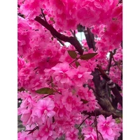 Pohon Sakura Jepang Buatan Ramah Lingkungan 3m, Warna Pink Tua, Bahan Fiberglass, Dekorasi Dalam Ruangan Mewah Modern