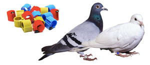 Anillos de Identificación RFID para Patas de Aves, Chip de Rastreo para Palomas Mensajeras GSC - Product Image 4