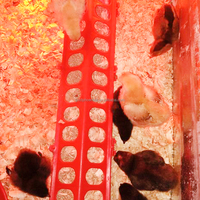 YYC Vente Directe Usine Abreuvoir et Mangeoire en Plastique Multi-Tailles pour Pigeons, Oiseaux et Poussins