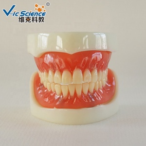 Modelo Anatómico de <span class=keywords><strong>Dentadura</strong></span> Completa para Entrenamiento en Ciencias Médicas, Material Plástico/PVC - Product Image 3