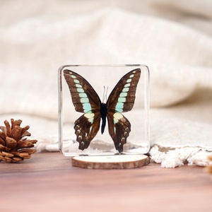 Tốt Nhất Bán 2024 Bất Bướm Taxidermy Nhựa Mẫu Khô Côn Trùng Nhúng Tinh Thể Acrylic Nhựa Mẫu Vật Nhựa Côn Trùng - Product Image 5