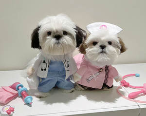 Jxanry Ins Populaire Kleding Voor Huisdieren Hond Grappige Cosplay Kleding Festival Met Honden-En Kattenjas - Product Image 3