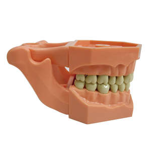 Modèle de pratique <span class=keywords><strong>dentaire</strong></span> pour l'enseignement des sciences médicales, modèle anatomique pratique de dents artificielles, modèle de typodont - Product Image 5