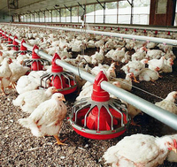 Conception de poulailler préfabriqué pour élevage de poulets de chair, structure en acier pour fermes avicoles de 10 000 poulets, fournitures