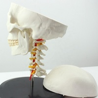 Modèle de crâne médical anatomie humaine tête de crâne modèle de corps Life sze modèle de crâne humain avec 7 os de colonne cervicale