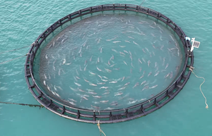 Balık yetiştiriciliği ekipmanları yetiştiricilik sistemi HDPE balık yetiştiriciliği kafes Deepsea yuvarlak Hdpe yetiştiriciliği balık kafesi - Product Image 2