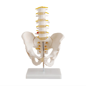 Modelo de Pelvis de Tamaño Real ADA Medical Science, 5 Piezas, Vértebras Lombares, Juego de Vértebras Lombares (2 Piezas) Modelo ADA-115/116 para Enseñanza y Aprendizaje de Anatomía - Product Image 2