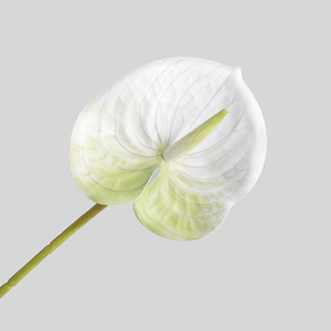 3D-printed small anthurium/flamingo flower bouquet for photoshoot; living room home decor; anthurium/flamingo flower. - Product Image 3