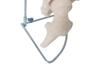 Anatomie biologique médicale enseignant des modèles de colonne vertébrale d'artère vertébrale colonne vertébrale grandeur nature avec le modèle humain flexible de bassin
