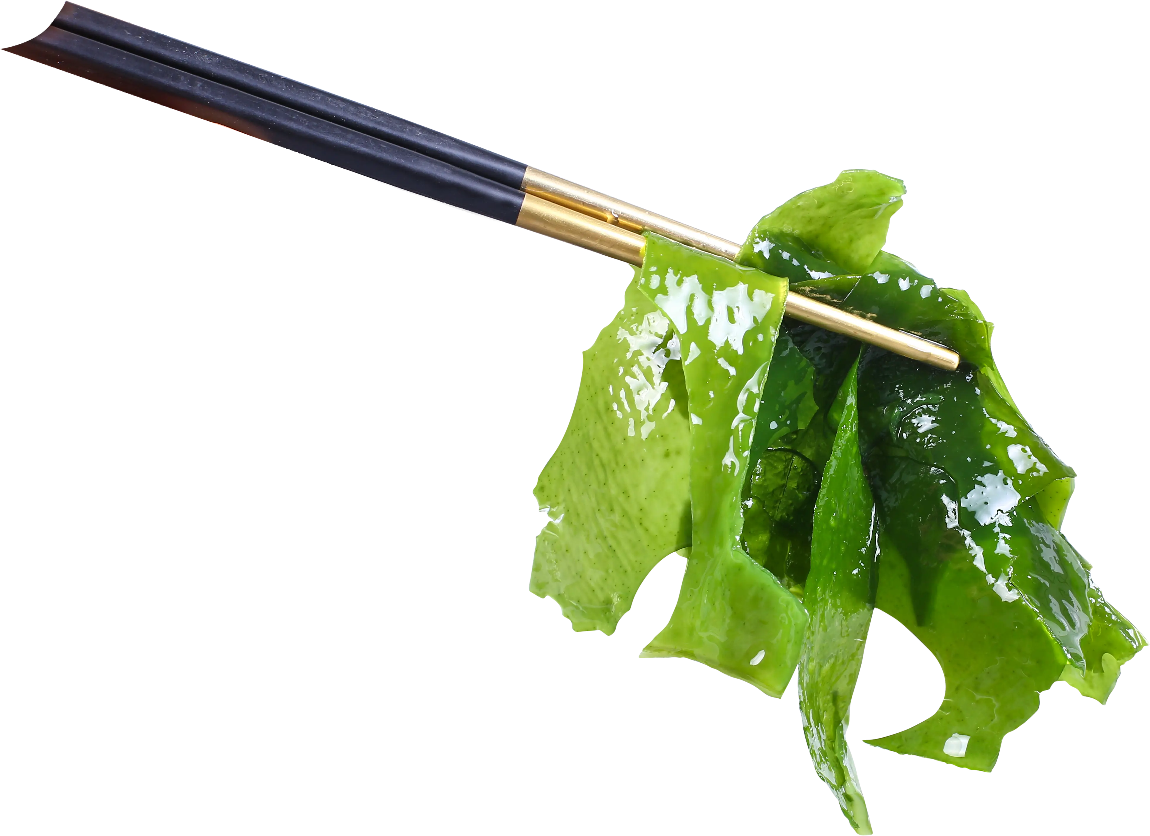 Venta al por mayor de algas secas frescas Undaria pinnatifida cortadas con certificados Halal y Kosher