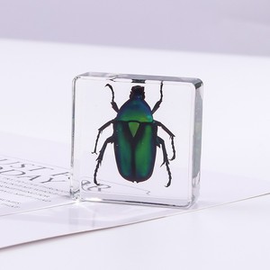 Rectángulo espécimen escorpión Real insecto incrustado acrílico cuadrado resina pisapapeles enseñanza preescolar - Product Image 3