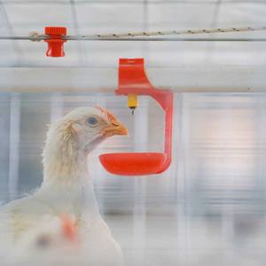 Cages à poulets de chair pour poulets Équipement d'élevage automatique de volaille en <span class=keywords><strong>maison</strong></span> fermée Cages à poulets de chair Cage à poulets de chair - Product Image 5
