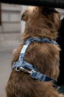 Fabricant de colliers pour chien en tissu denim avec boucle métallique réglable, personnalisés, de luxe et tendance, en gros