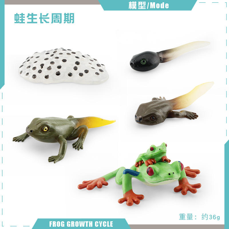 2487 cycle de croissance de grenouille aux yeux rouges 1 36g