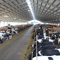 Abri pour animaux en acier personnalisé professionnel pour l'élevage de chèvres et de moutons
