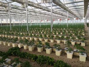 Serre <span class=keywords><strong>de</strong></span> culture hydroponique hydroponique, bambou, système agricole - Product Image 6