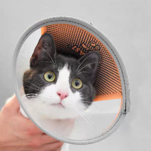 Anti-Bite Lick Healing <span class=keywords><strong>Safety</strong></span> Práctico Plástico E-Collar Ajustable Perro Gato Cono Collar Venta al por mayor Collares protectores para mascotas - Product Image 4