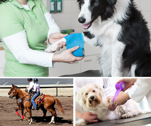 कुत्ते विरोधी गंदगी टेप लेगिंग स्वयं चिपकने वाला पट्टी लपेटकर पैर सुरक्षात्मक पट्टियाँ - Product Image 2