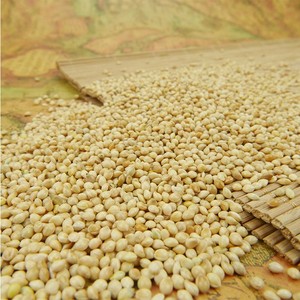 Grain <span class=keywords><strong>de</strong></span> millet chinois bien sélectionné prix <span class=keywords><strong>de</strong></span> gros millet blanc séché - Product Image 3