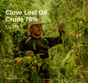 Aceite Esencial de Clavo Puro, Natural y Orgánico al por Mayor, Muestra Gratuita, Etiqueta Privada, Destilado en Agua - Product Image 2