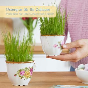 Đẹp 10g cao cấp Nhà Máy Gốm Hạt giống phục sinh Hạt Giống Cỏ cho cửa sổ ban công owngerwn catnip vườn Nguồn cung cấp - Product Image 2