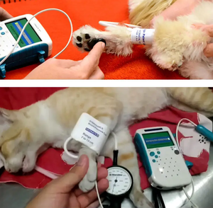 Alat <span class=keywords><strong>Doppler</strong></span> Vaskular Portabel yang Direkomendasikan Dokter Hewan untuk Pemeriksaan Kesehatan Hewan yang Komprehensif dan Deteksi Masalah Dini - Product Image 2