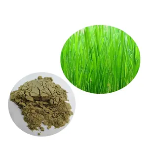 Longze larut dalam air yang baik bubuk jus rumput barley bubuk 100% murni
